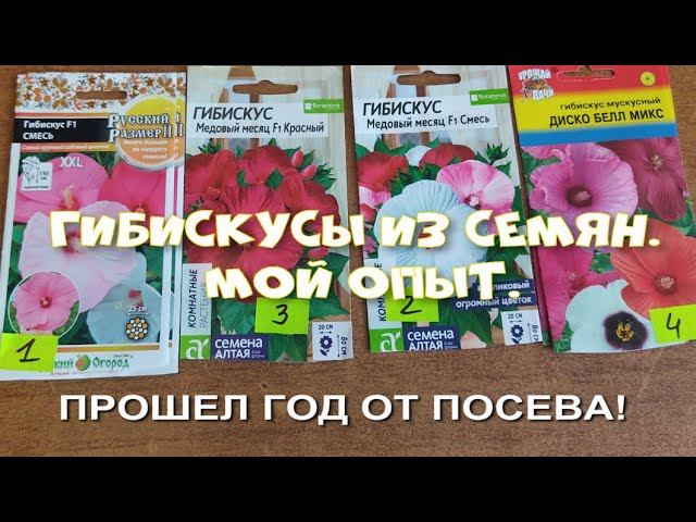 ГИБИСКУСАМ ИЗ СЕМЯН УЖЕ 1 ГОД. МОЙ ОПЫТ. смотреть онлайн