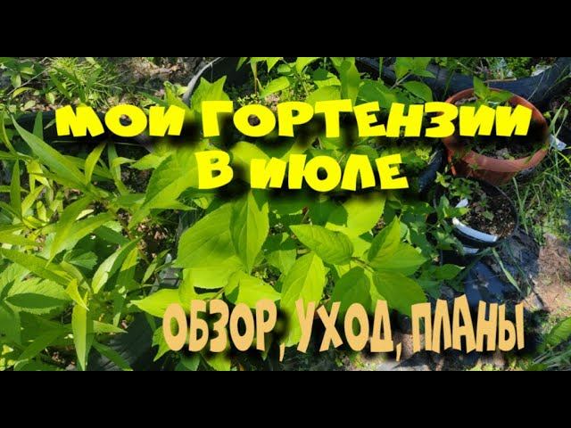 МОИ ГОРТЕНЗИИ В ИЮЛЕ. СИБИРЬ. смотреть онлайн