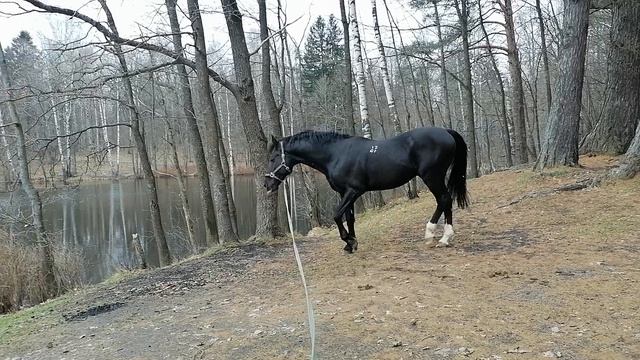 Весенняя прогулка в парке с жеребцом. 20240424_160950 смотреть онлайн