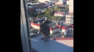 Ястреб-перепелятник в центре Ульяновска #ульяновская_область