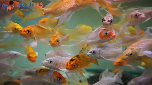 🐠Aquass - Карпы кои (Cyprinus carpio) смотреть онлайн
