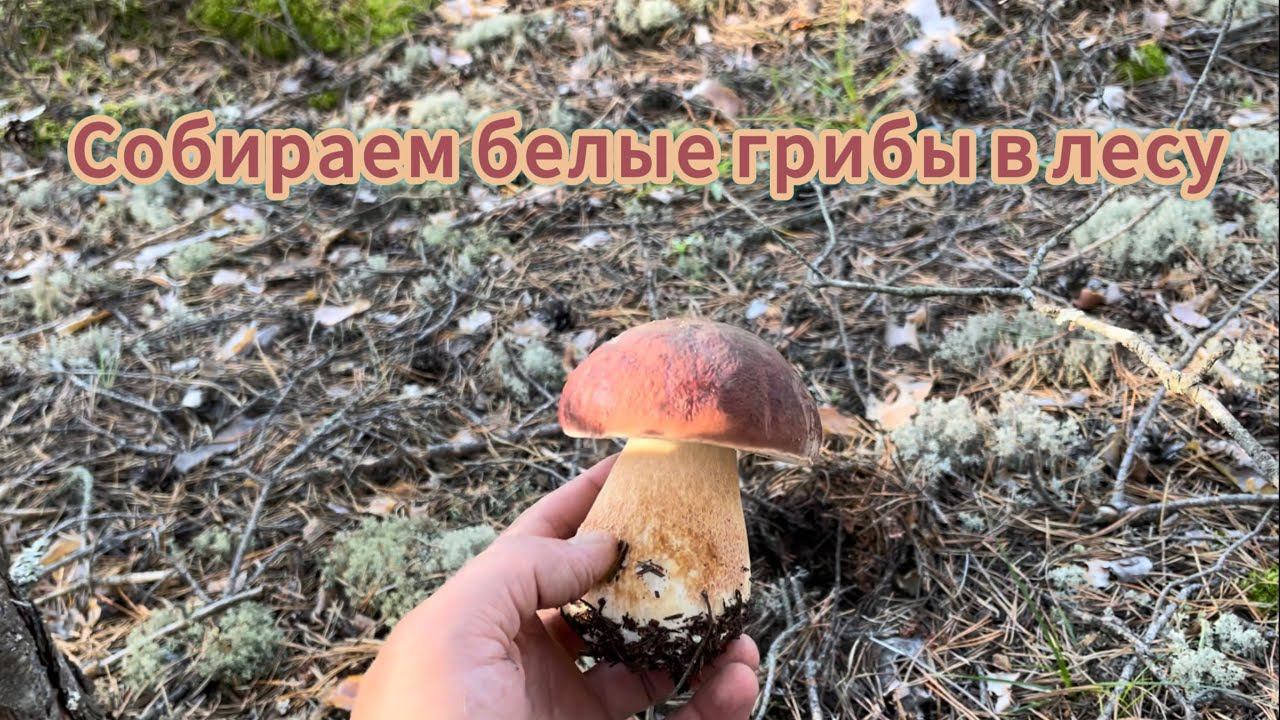 Едем в лес за белыми грибами. смотреть онлайн
