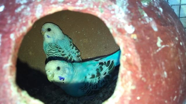 How To Choose A Breeder Budgies Parrots Pair // Beginners To Breeder // Episode 3