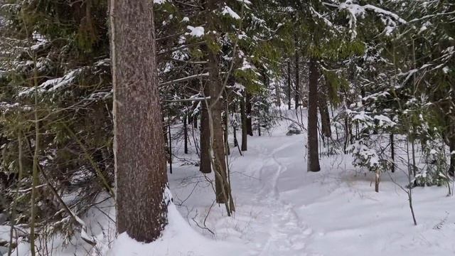 Зимняя грибалка в Подмосковье. Грибочки есть! Смотреть до конца! #грибалка #грибы #тихаяохота