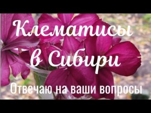 Клематисы в Сибири. Топ10 основных вопросов о выращивании.