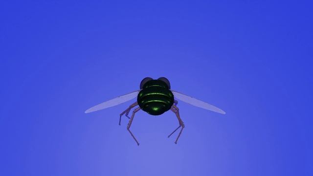 Муха футаж Fly Footage
