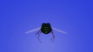 Муха футаж Fly footage