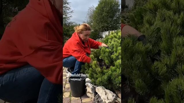 Чистка кроны горной сосны. смотреть онлайн