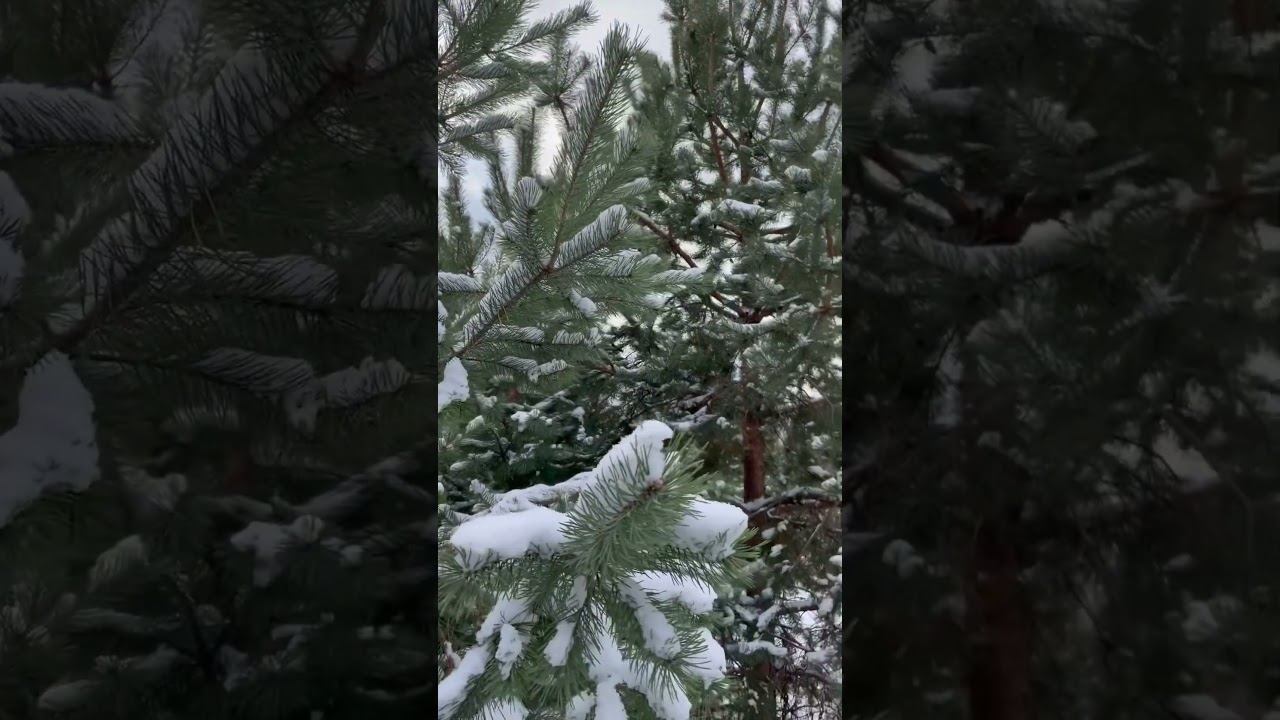 Сказочный зимний лес. смотреть онлайн