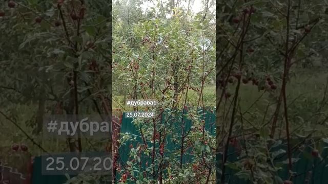 #отдых #моиэмоции #дубрава1 #счастьеэто смотреть онлайн
