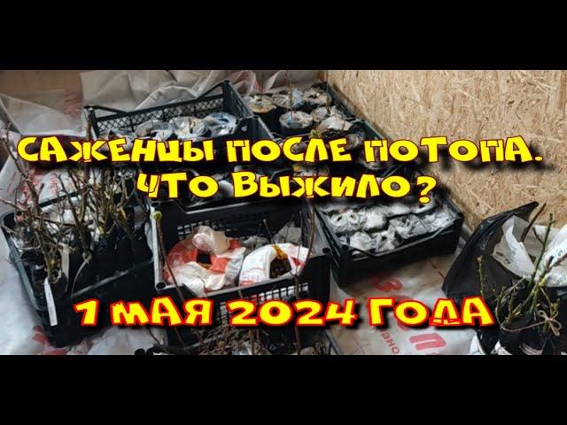 САЖЕНЦЫ ПОСЛЕ ПОТОПА. КТО ВЫЖИЛ? 1 МАЯ 2024 ГОДА. смотреть онлайн