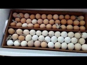 Как увеличить вместимость лотков для инкубатора Блиц?