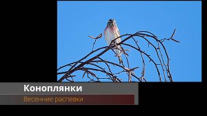 Коноплянки