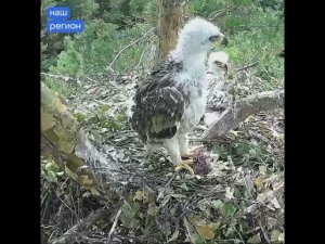 Ульяновцев просят помочь выбрать имена для птенцов Белогора и Арбушки