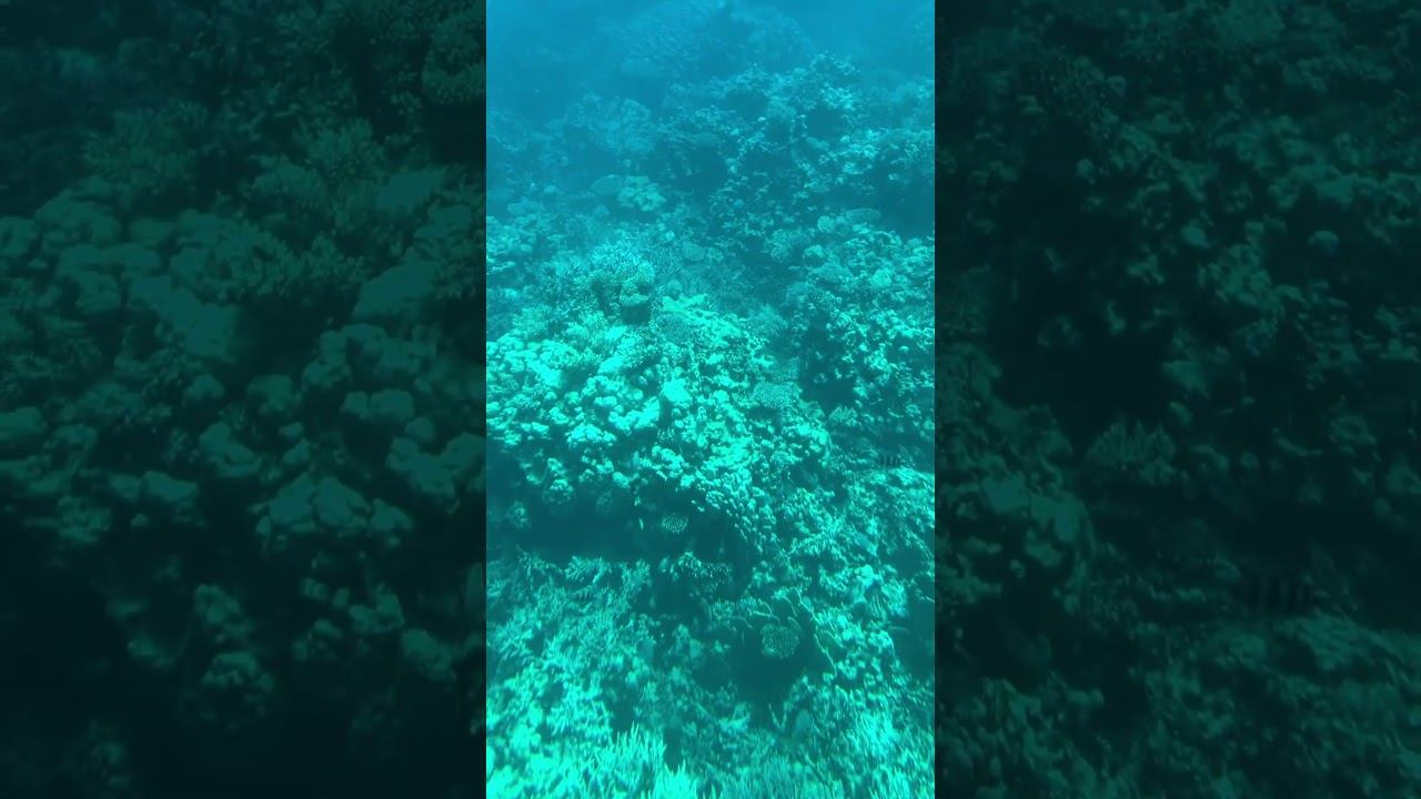 Подводный мир Красного моря, батискаф, коралловые рифы. смотреть онлайн