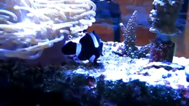Midnight Black Photon Clownfish Breeding Pair смотреть онлайн