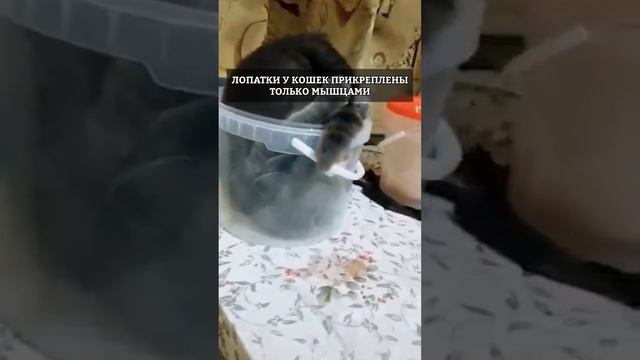 Коты-ЖИДКОСТЬ? смотреть онлайн