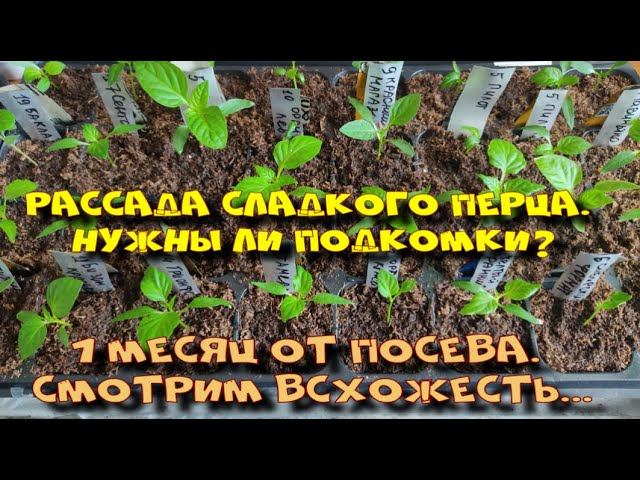 РАССАДА СЛАДКОГО ПЕРЦА. 1 МЕСЯЦ ОТ ПОСЕВА. смотреть онлайн