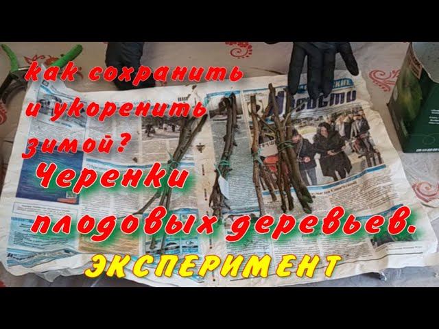 Как сохранить и укоренить черенки плодовых деревьев? смотреть онлайн
