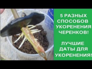 КАК УКОРЕНЯТЬ #ЧЕРЕНКИ? ПЯТЬ СПОСОБОВ #УКОРЕНЕНИЯ ЧЕРЕНКОВ! ЛУЧШИЕ ДНИ ПО #ЛУННОМУ КАЛЕНДАРЮ 2020 г.