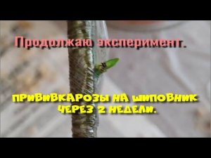 Прививка розы на шиповник. Через 2 недели. Часть 2.