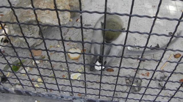 бессовестная обезьяна смотреть онлайн