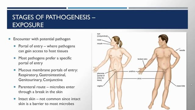 Bio 225 Chapter 15 Microbial Mechanisms of Pathogenicity смотреть онлайн
