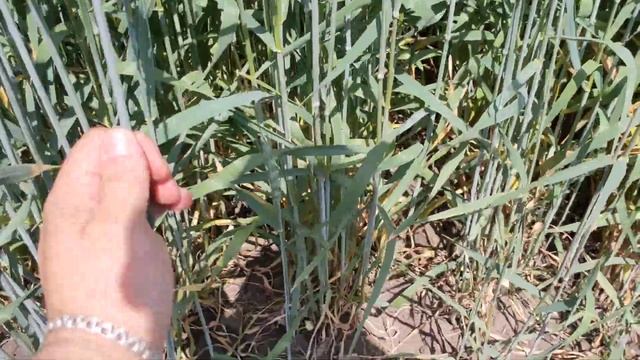 Озимые смотреть онлайн