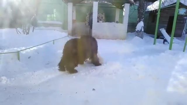 Черное и белое 🐶