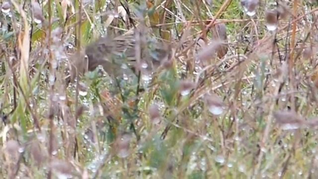 Lincoln's Sparrow смотреть онлайн