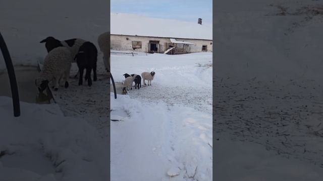 Дорпер F1, Снежок смотреть онлайн