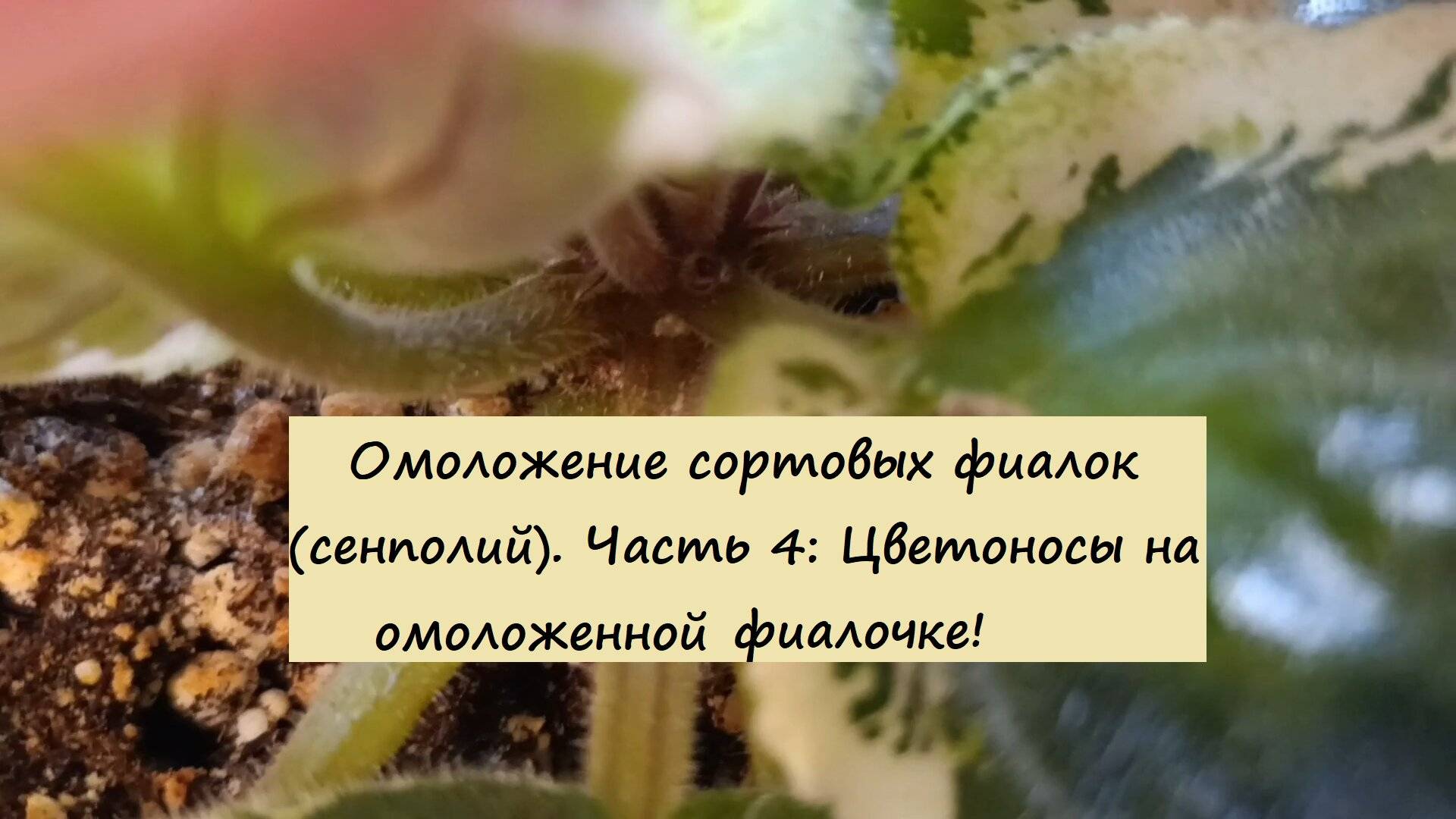 Омоложение сортовых фиалок (сенполий). Цветоносы на омоложенной фиалочке!