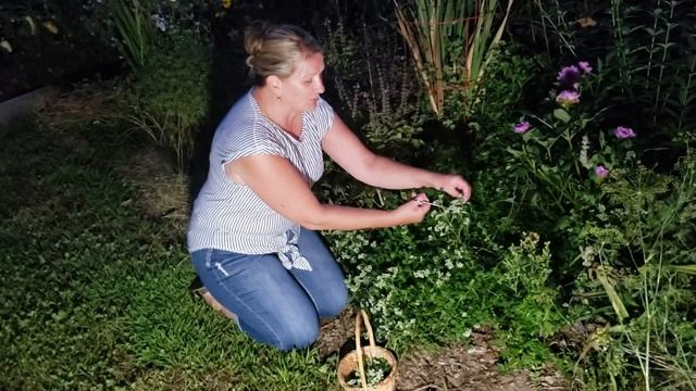 Fragrant Oregano Flower Tea and Visiting Sister's Garden смотреть онлайн