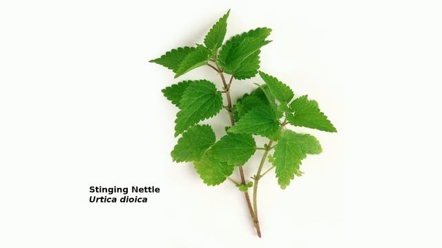 Women, Herbs and Health смотреть онлайн