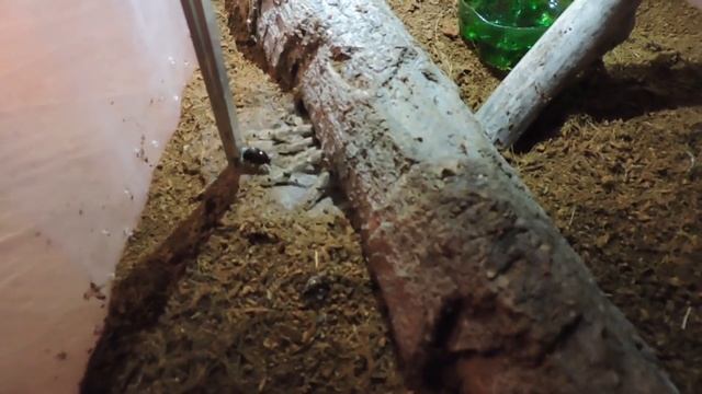 Heteroscodra maculata паук-птицеед. смотреть онлайн