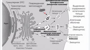 Лекция 2.1. Структурно-функциональная организация клетки | Глинкина В.В.