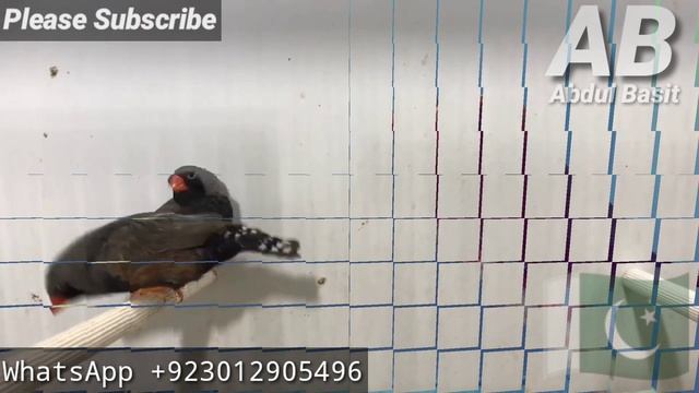 Exhibition Europeon Zebra Finches | Breeder Andre Filipe Portugal | Full Orange | Eumo Zebra Finche
