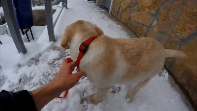 Покатушки на горке! щенок лабрадор 3 месяца/ Labrador Jesse