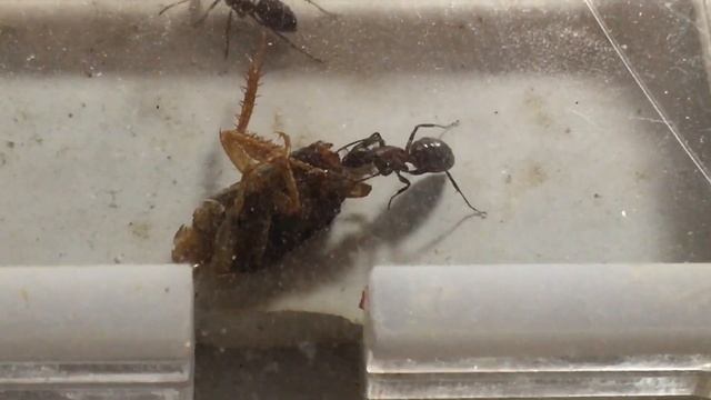 Camponotus Ligniperda