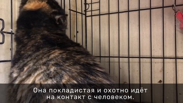 КАРИМА смотреть онлайн