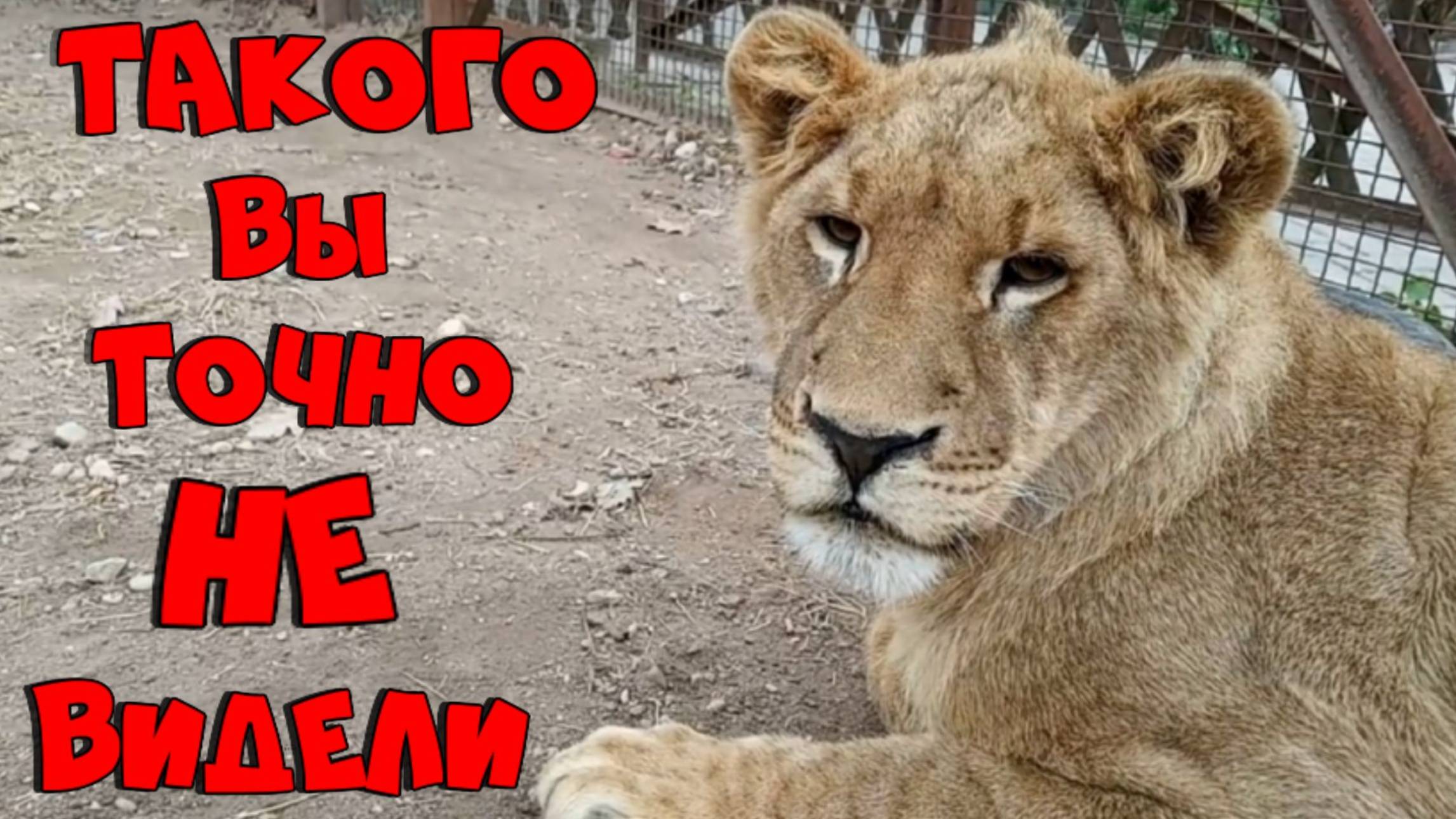 Смертельный номер. / ШЕРХАНА гладит женщина из Донецка. Такого вы точно не видели. (3 выпуск) смотреть онлайн