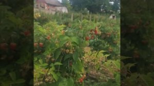 Полонез  найкращий сорт ремантантної малини