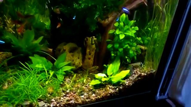 #Aquarium hobby. Мой аквариум смотреть онлайн