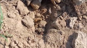 Не многие видели такого поиска грибов! В степь Казахстана за грибами!