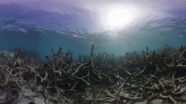 Ocean CO2 смотреть онлайн