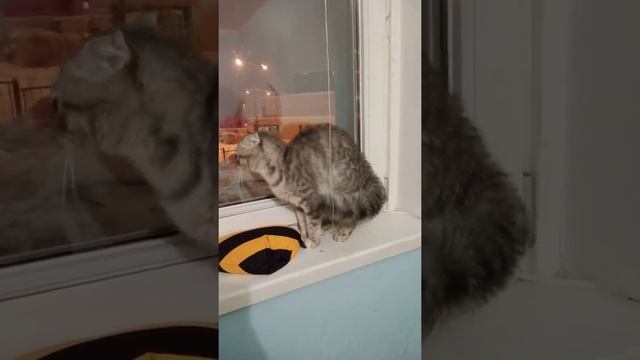 Кошка Боня распушила хвост смотреть онлайн