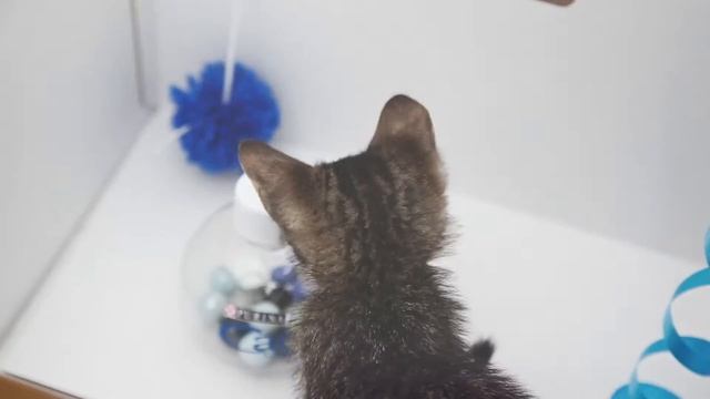 CAT-jita de PURINA® CAT CHOW® - TUTORIAL #2 смотреть онлайн