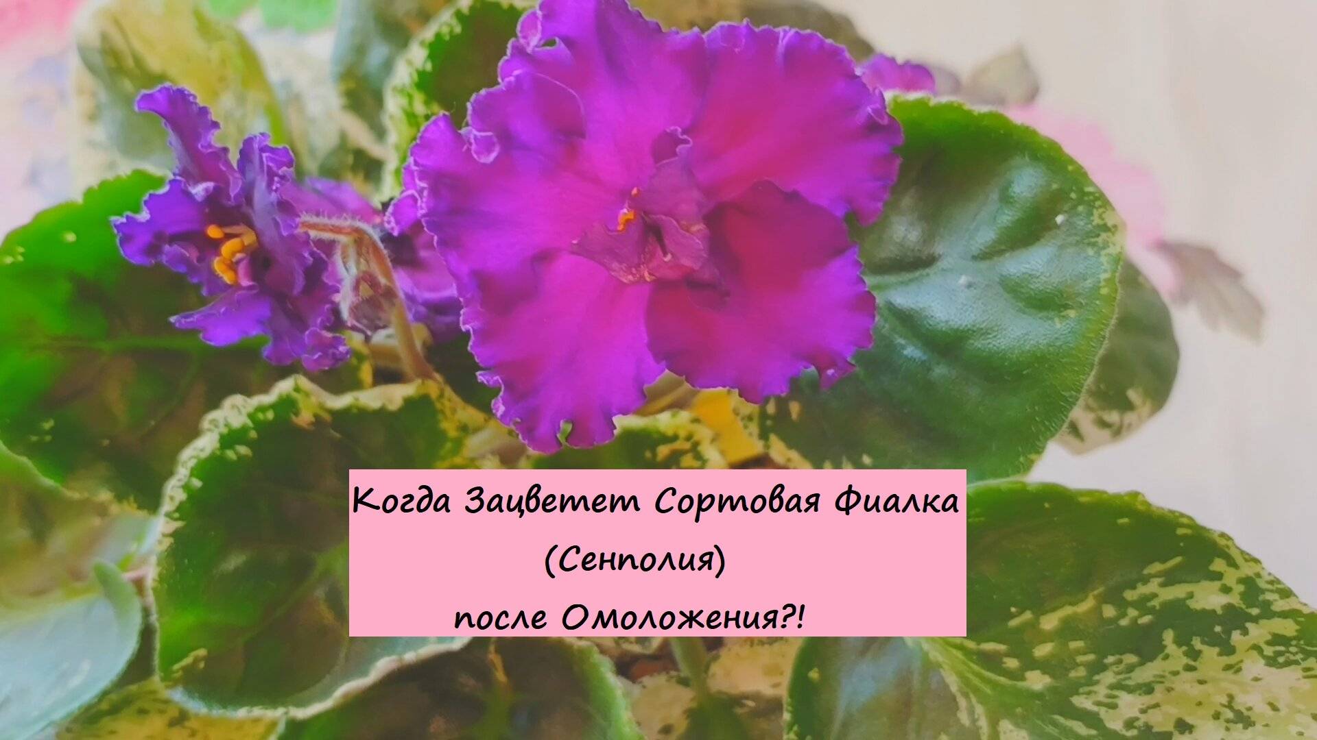 Когда Зацветет Сортовая Фиалка Сенполия после Омоложения?!