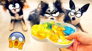 Экзотические блюда из антистрессов! Питомцы всё пробуют 😮👽