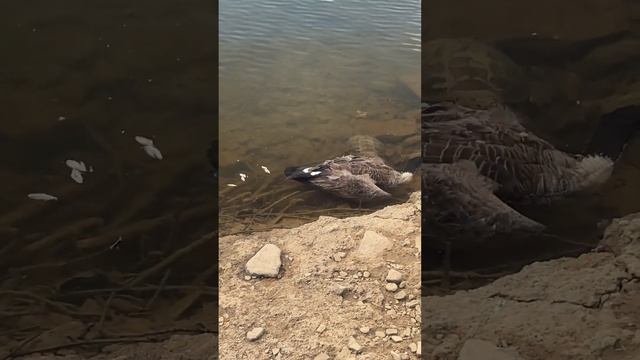 (Disturbing) ZOMBIE GOOSE? | Snapping Turtle Attacks Goose 🪿 смотреть онлайн